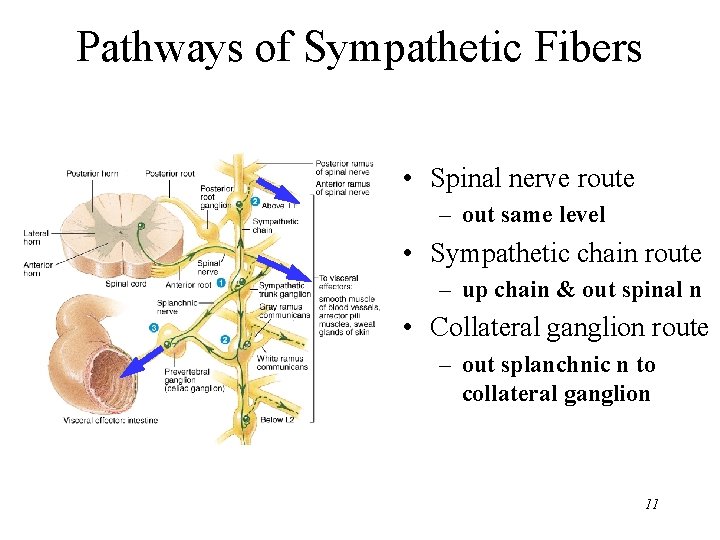 Pathways of Sympathetic Fibers • Spinal nerve route – out same level • Sympathetic