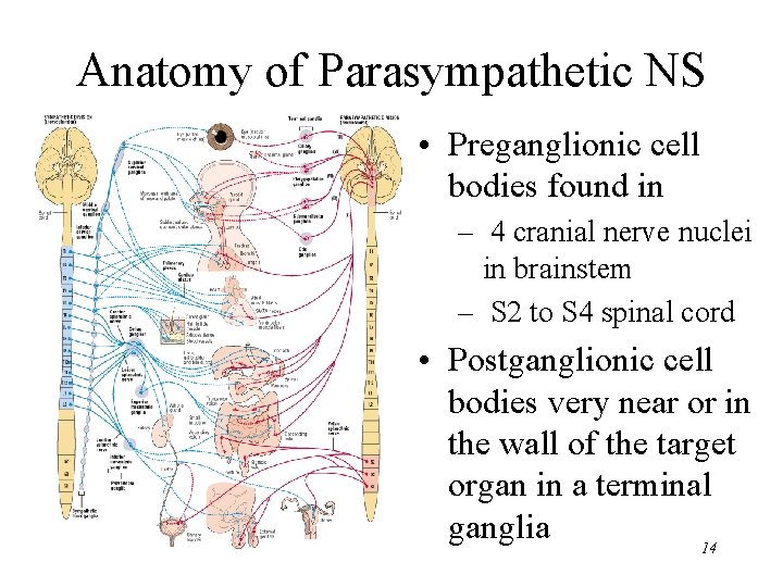 Anatomy of Parasympathetic NS • Preganglionic cell bodies found in – 4 cranial nerve
