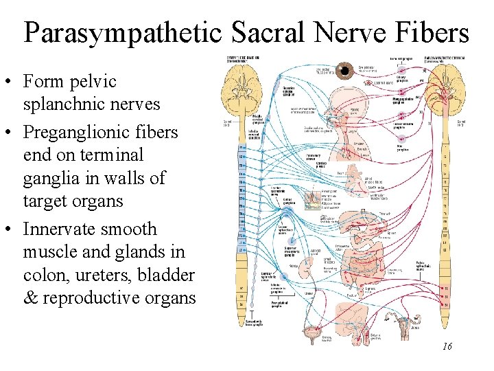 Parasympathetic Sacral Nerve Fibers • Form pelvic splanchnic nerves • Preganglionic fibers end on