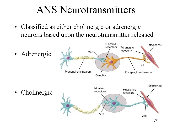 ANS Neurotransmitters • Classified as either cholinergic or adrenergic neurons based upon the neurotransmitter