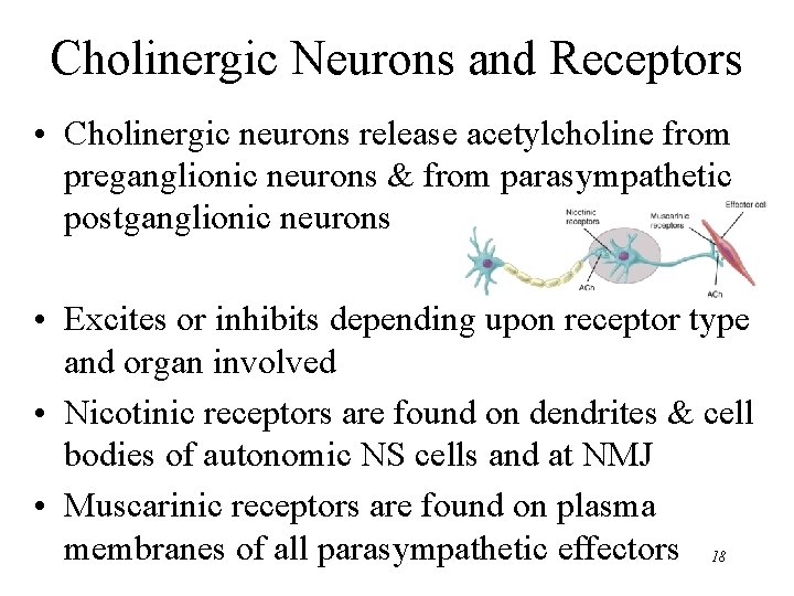Cholinergic Neurons and Receptors • Cholinergic neurons release acetylcholine from preganglionic neurons & from