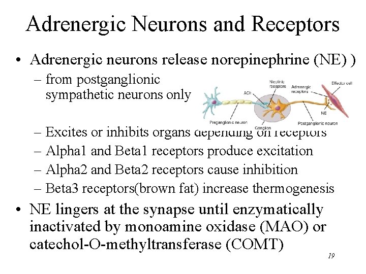 Adrenergic Neurons and Receptors • Adrenergic neurons release norepinephrine (NE) ) – from postganglionic