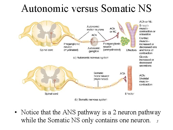Autonomic versus Somatic NS • Notice that the ANS pathway is a 2 neuron