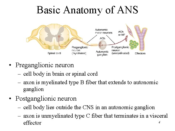 Basic Anatomy of ANS • Preganglionic neuron – cell body in brain or spinal