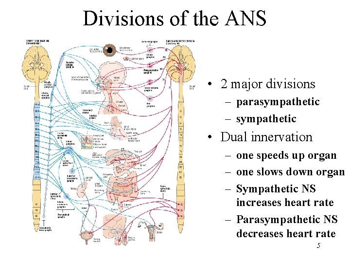 Divisions of the ANS • 2 major divisions – parasympathetic – sympathetic • Dual