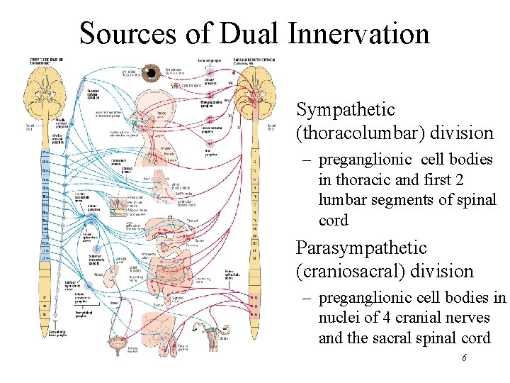 Sources of Dual Innervation • Sympathetic (thoracolumbar) division – preganglionic cell bodies in thoracic