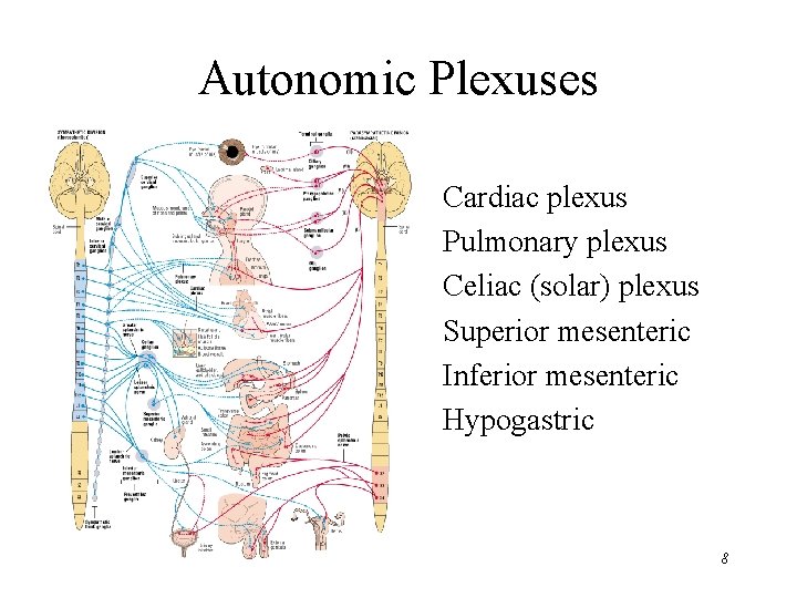 Autonomic Plexuses • • • Cardiac plexus Pulmonary plexus Celiac (solar) plexus Superior mesenteric