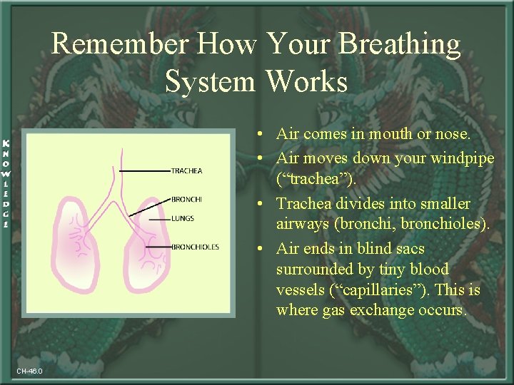 Remember How Your Breathing System Works • Air comes in mouth or nose. •