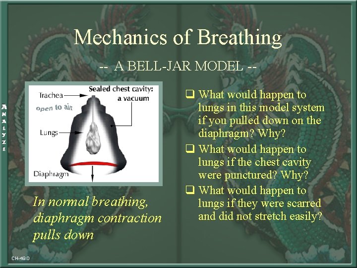 Mechanics of Breathing -- A BELL-JAR MODEL -- In normal breathing, diaphragm contraction pulls