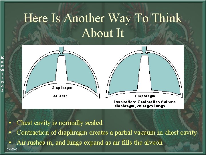 Here Is Another Way To Think About It • Chest cavity is normally sealed