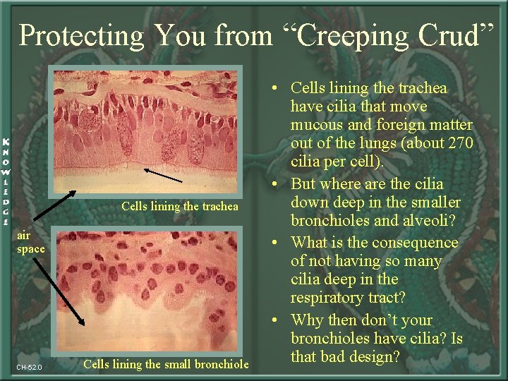 Protecting You from “Creeping Crud” cilia Cells lining the trachea air space CH-52. 0