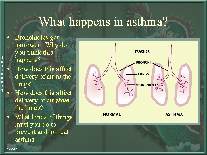 What happens in asthma? • Bronchioles get narrower. Why do you think this happens?