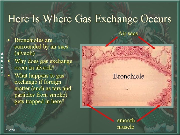 Here Is Where Gas Exchange Occurs Air sacs • Bronchioles are surrounded by air