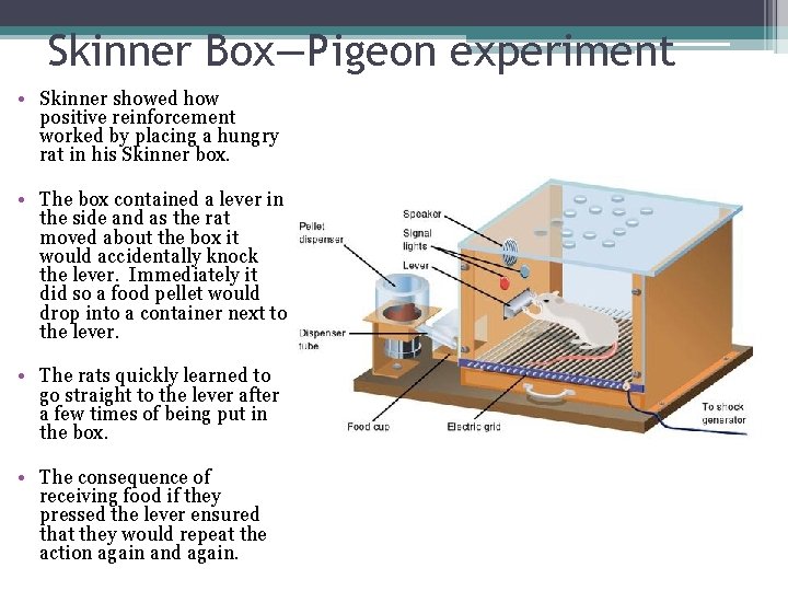 Skinner Box—Pigeon experiment • Skinner showed how positive reinforcement worked by placing a hungry