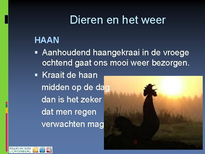 Dieren en het weer HAAN Aanhoudend haangekraai in de vroege ochtend gaat ons mooi