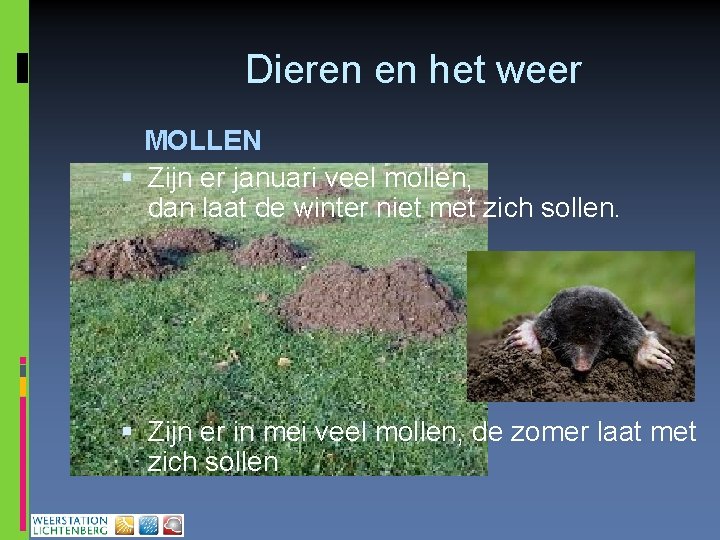 Dieren en het weer MOLLEN Zijn er januari veel mollen, dan laat de winter