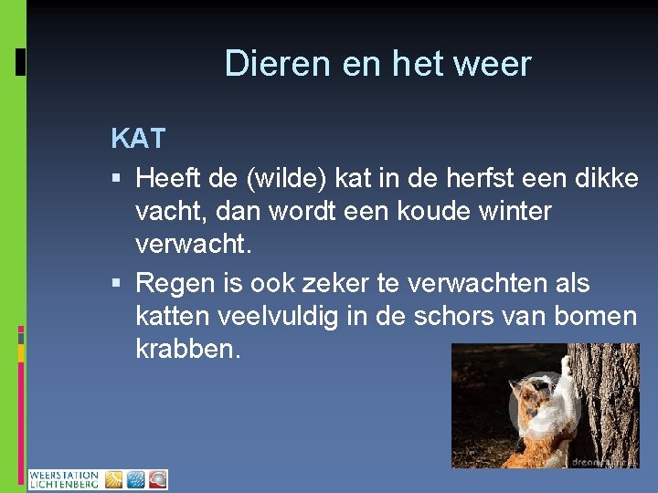 Dieren en het weer KAT Heeft de (wilde) kat in de herfst een dikke