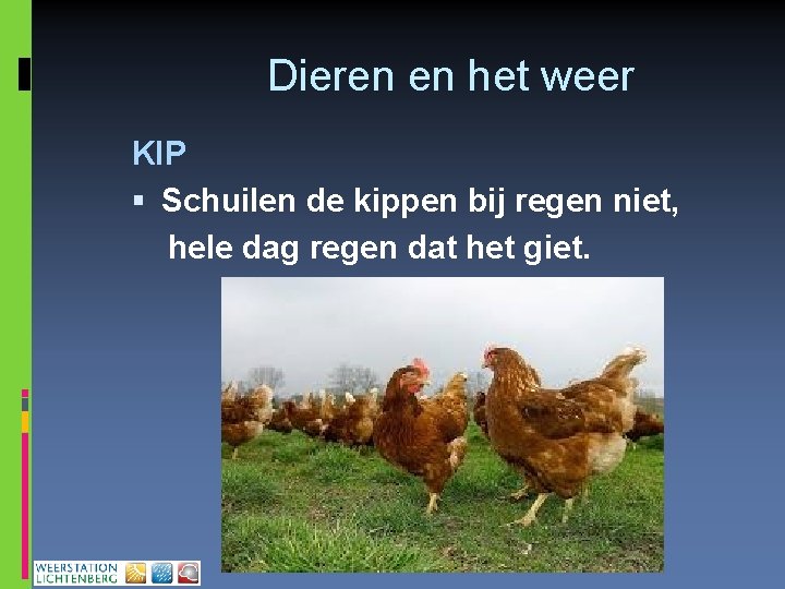 Dieren en het weer KIP Schuilen de kippen bij regen niet, hele dag regen