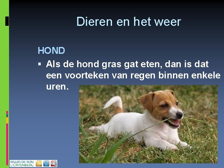 Dieren en het weer HOND Als de hond gras gat eten, dan is dat