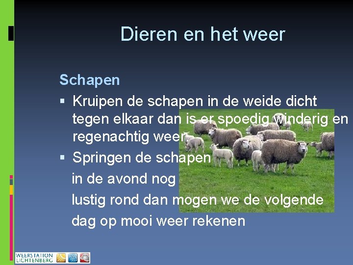 Dieren en het weer Schapen Kruipen de schapen in de weide dicht tegen elkaar