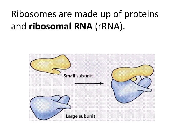 Ribosomes are made up of proteins and ribosomal RNA (r. RNA). 