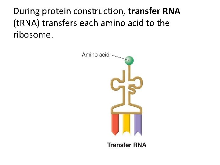 During protein construction, transfer RNA (t. RNA) transfers each amino acid to the ribosome.