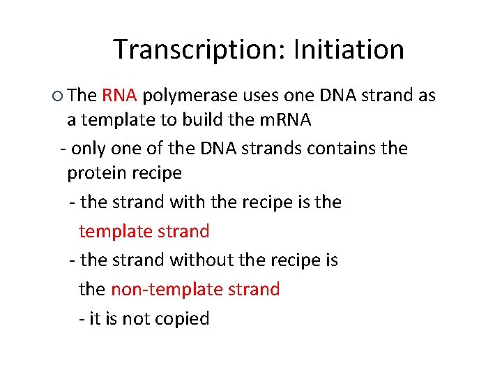 Transcription: Initiation ¡ The RNA polymerase uses one DNA strand as a template to