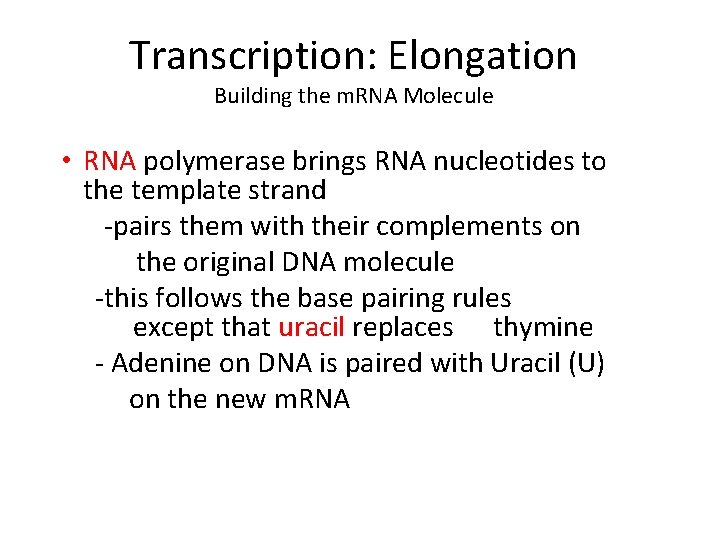 Transcription: Elongation Building the m. RNA Molecule • RNA polymerase brings RNA nucleotides to