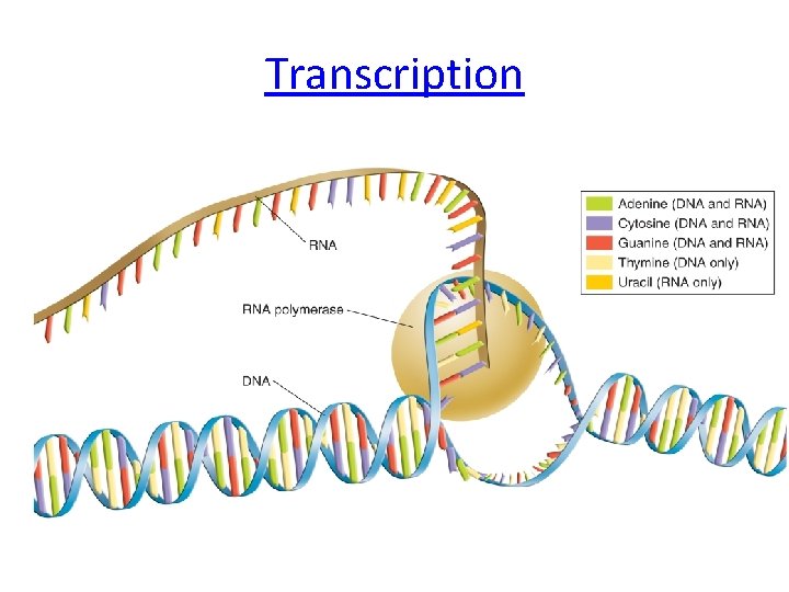Transcription 