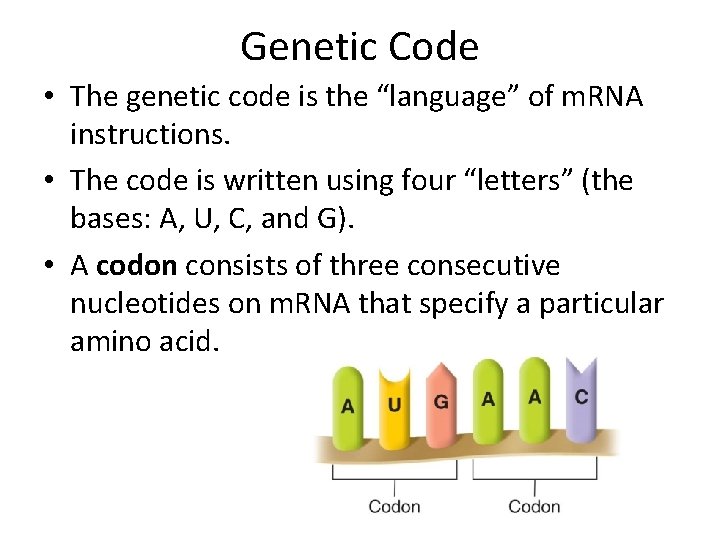 Genetic Code • The genetic code is the “language” of m. RNA instructions. •