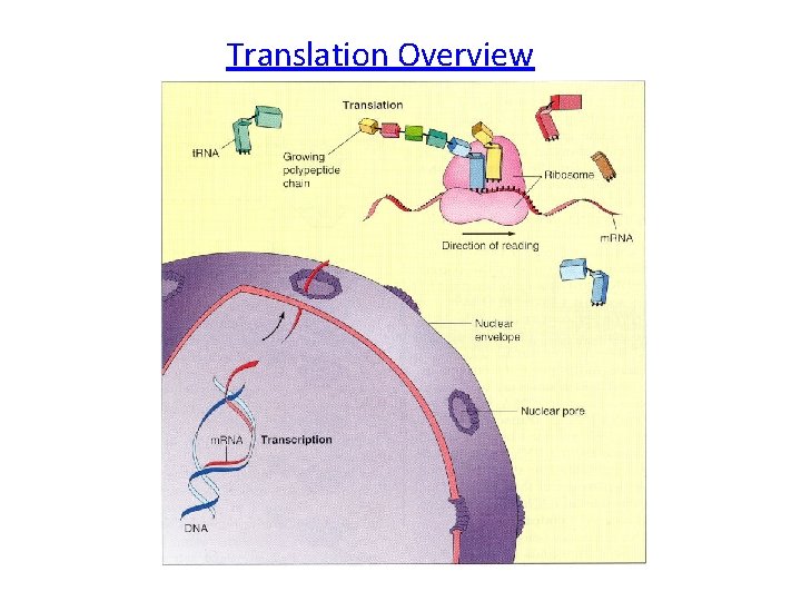 Translation Overview 