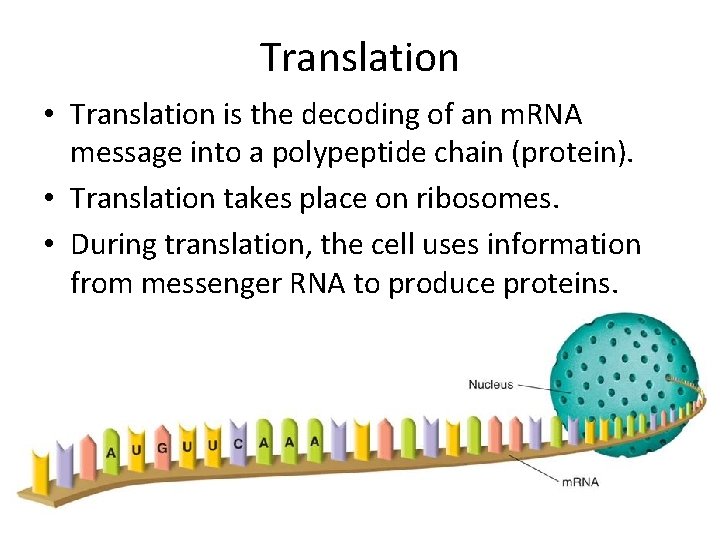 Translation • Translation is the decoding of an m. RNA message into a polypeptide