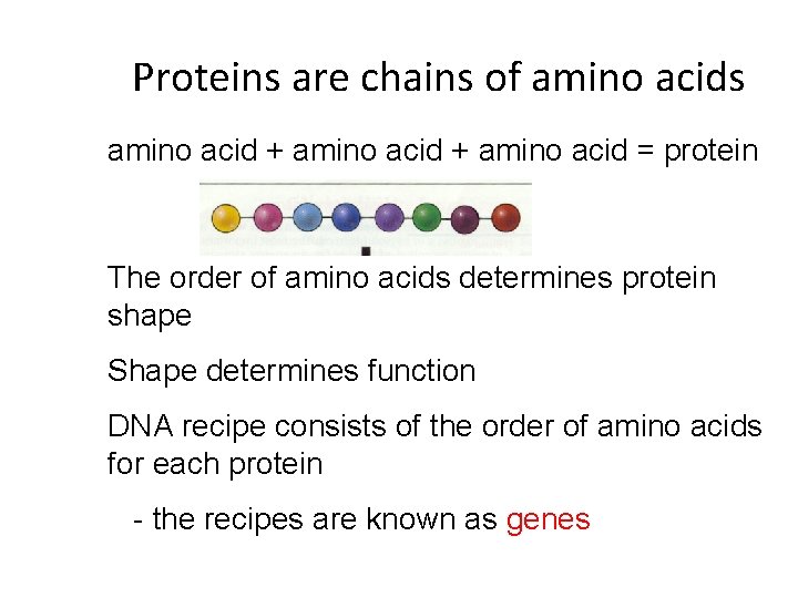 Proteins are chains of amino acids amino acid + amino acid = protein The