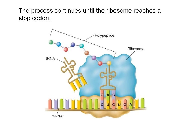 The process continues until the ribosome reaches a stop codon. 