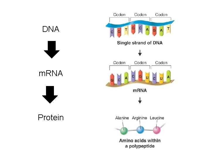 DNA m. RNA Protein 