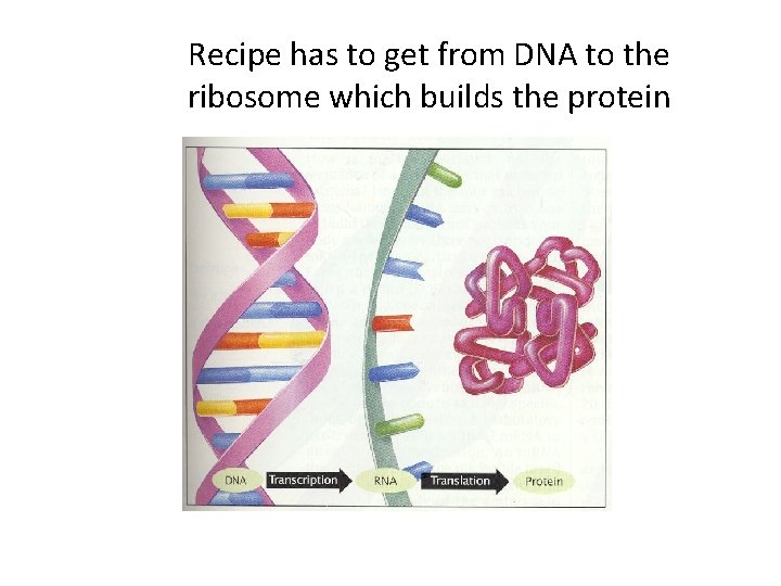 Recipe has to get from DNA to the ribosome which builds the protein 