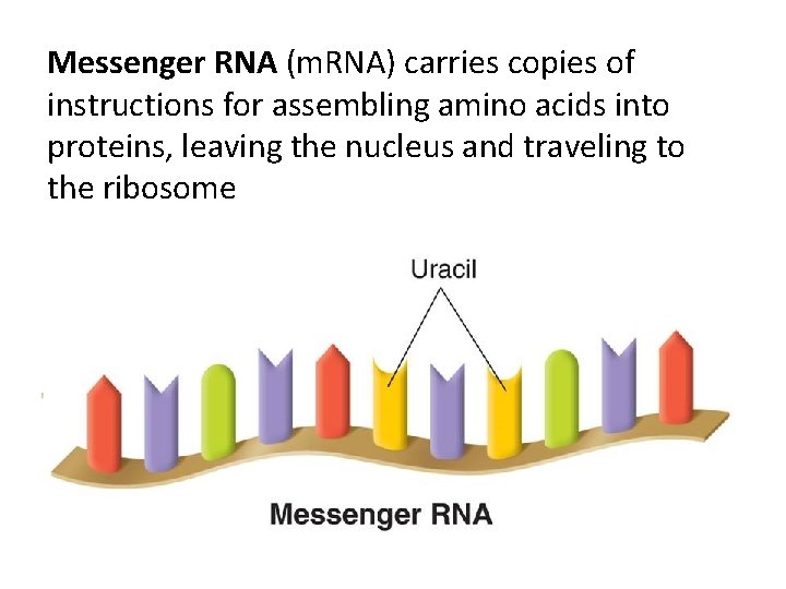 Messenger RNA (m. RNA) carries copies of instructions for assembling amino acids into proteins,
