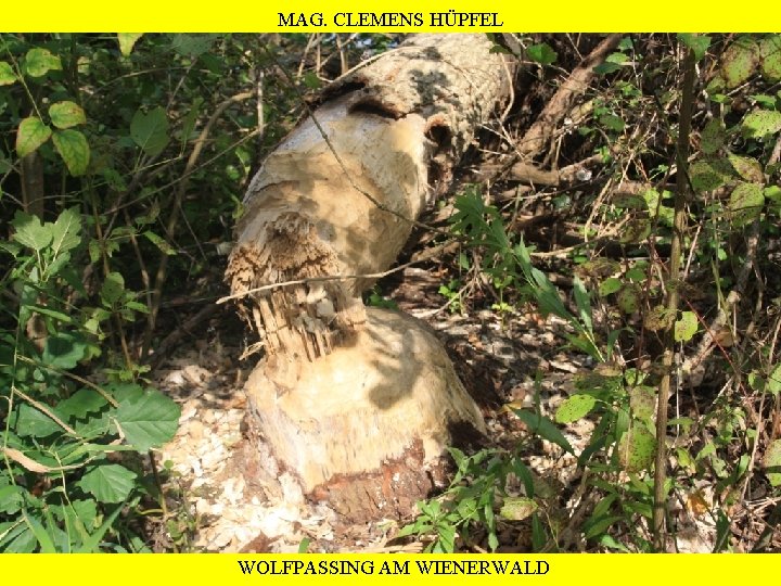 MAG. CLEMENS HÜPFEL WOLFPASSING AM WIENERWALD 