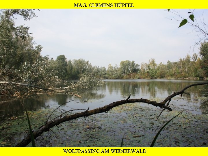 MAG. CLEMENS HÜPFEL WOLFPASSING AM WIENERWALD 