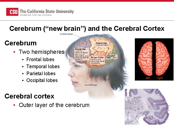 Cerebrum (“new brain”) and the Cerebral Cortex Cerebrum • Two hemispheres • • Frontal