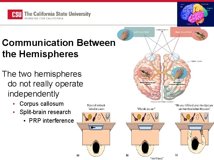 Communication Between the Hemispheres The two hemispheres do not really operate independently • Corpus