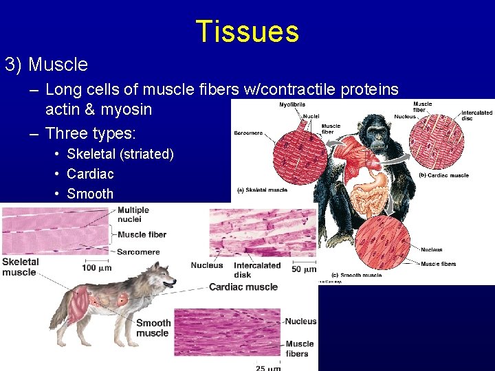Tissues 3) Muscle – Long cells of muscle fibers w/contractile proteins actin & myosin