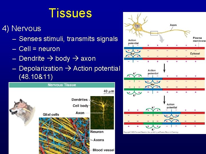 Tissues 4) Nervous – – Senses stimuli, transmits signals Cell = neuron Dendrite body