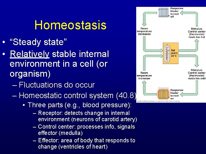 Homeostasis • “Steady state” • Relatively stable internal environment in a cell (or organism)