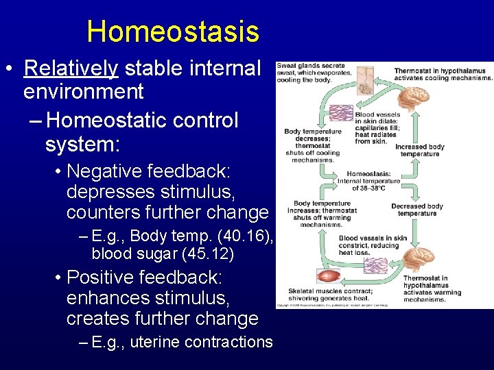 Homeostasis • Relatively stable internal environment – Homeostatic control system: • Negative feedback: depresses