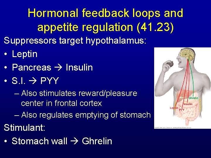 Hormonal feedback loops and appetite regulation (41. 23) Suppressors target hypothalamus: • Leptin •