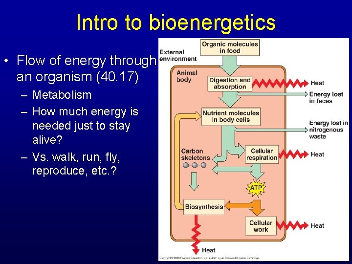 Intro to bioenergetics • Flow of energy through an organism (40. 17) – Metabolism