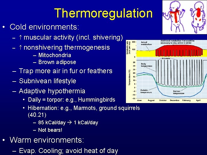 Thermoregulation • Cold environments: – muscular – activity (incl. shivering) nonshivering thermogenesis – Mitochondria