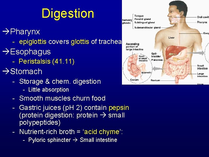 Digestion Pharynx - epiglottis covers glottis of trachea Esophagus - Peristalsis (41. 11) Stomach