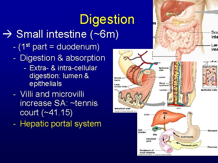 Digestion Small intestine (~6 m) - (1 st part = duodenum) - Digestion &
